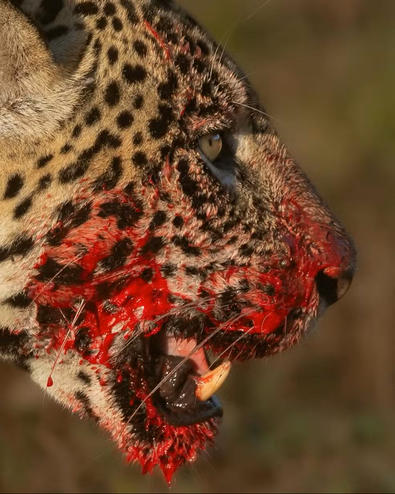 A caça aconteceu na fazenda Caiman, em Miranda. — Foto: Bruno Sartori