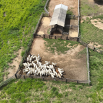 Operação Boi Pirata I, do ICMBio, realiza a retirada de gado ilegal criado em áreas embargadas na Floresta Nacional do Jamanxim - Foto: Thiago Marques