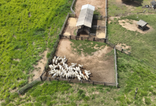 Operação Boi Pirata I, do ICMBio, realiza a retirada de gado ilegal criado em áreas embargadas na Floresta Nacional do Jamanxim - Foto: Thiago Marques