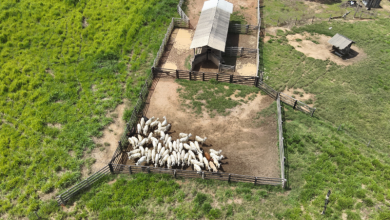 Operação Boi Pirata I, do ICMBio, realiza a retirada de gado ilegal criado em áreas embargadas na Floresta Nacional do Jamanxim - Foto: Thiago Marques