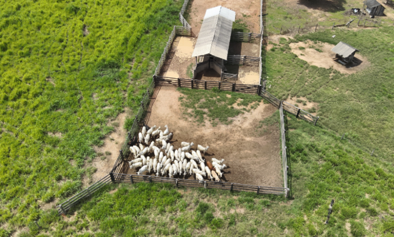 Operação Boi Pirata I, do ICMBio, realiza a retirada de gado ilegal criado em áreas embargadas na Floresta Nacional do Jamanxim - Foto: Thiago Marques