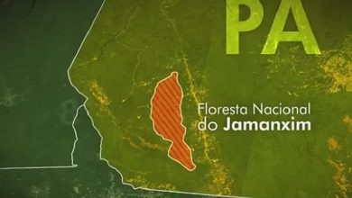 Floresta Nacional do Jamanxim — Foto: Reprodução/TV Globo