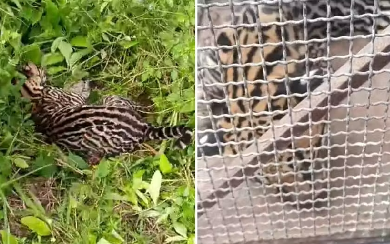Jaguatirica atropelada na PA-370 é resgatada pela Polícia Militar e encaminhada para zoológico