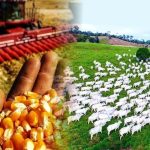 (Foto>Reprodução/Montagem Compre Rural )
