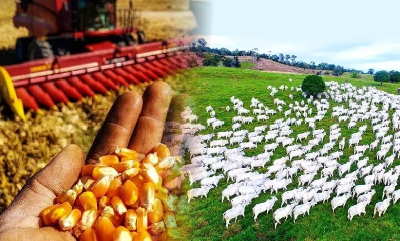 (Foto>Reprodução/Montagem Compre Rural )