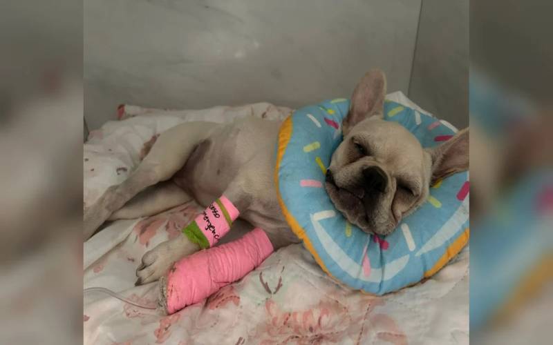Cadela engole dezenas de pedras de crack e vai parar na UTI