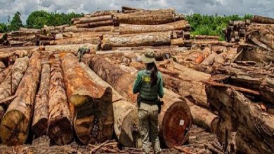 Foto:Reprodução/IBAMA