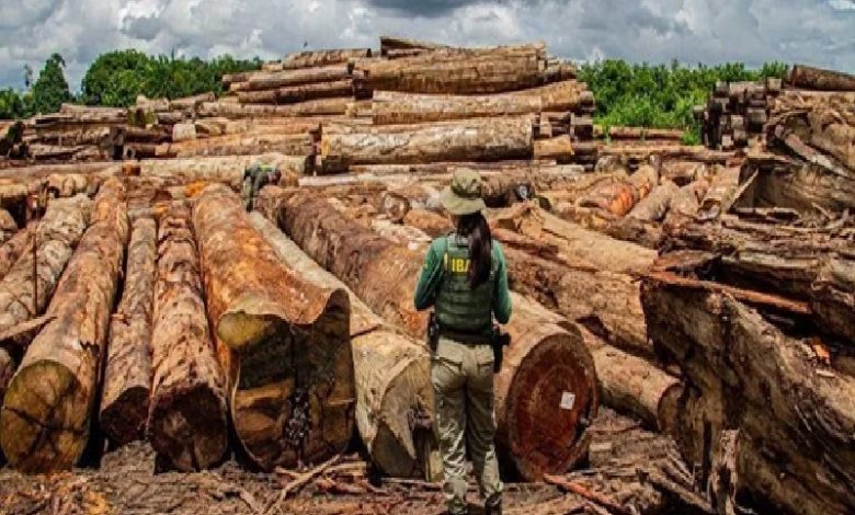 Foto:Reprodução/IBAMA